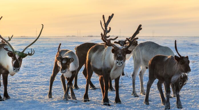 Reindeers