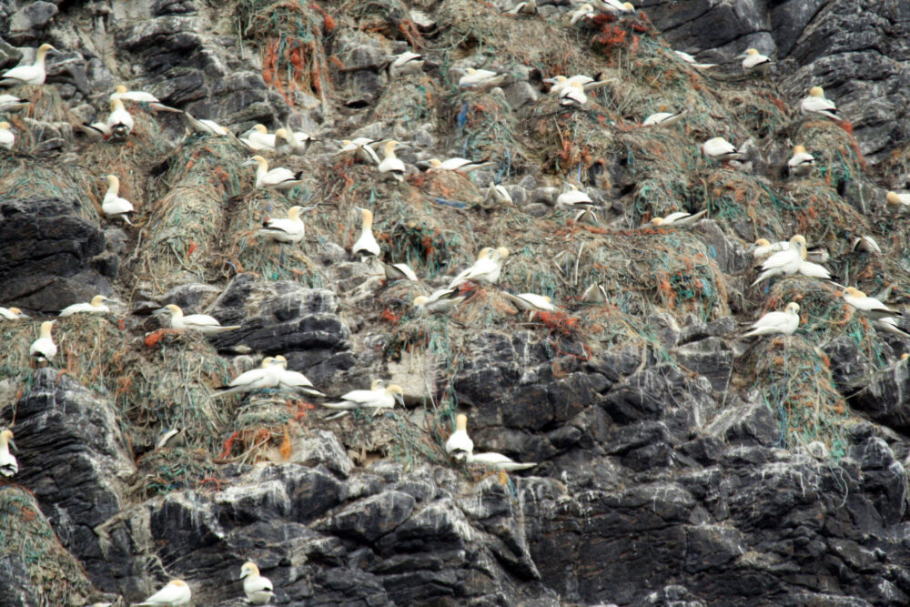 fishing ropes with gannets nests made out of lost fishing gear