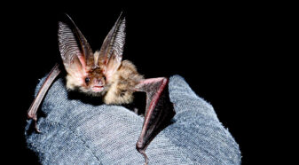 Bat in hand.