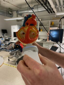 Plastic heart with ultrasound probe held up to it to show how the probe is positioned during an examination. 