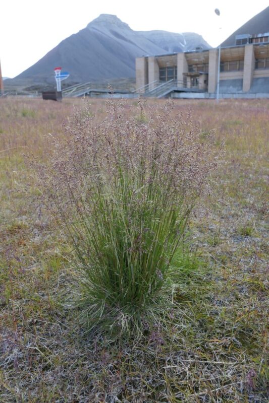 Tufted hairgrass