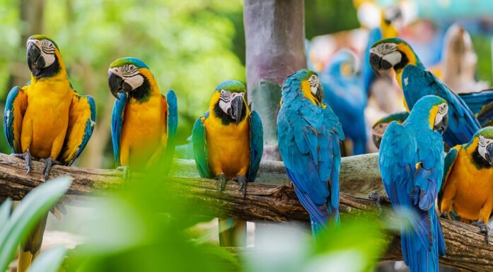 Colourful parrots illustrate genetic diversity.