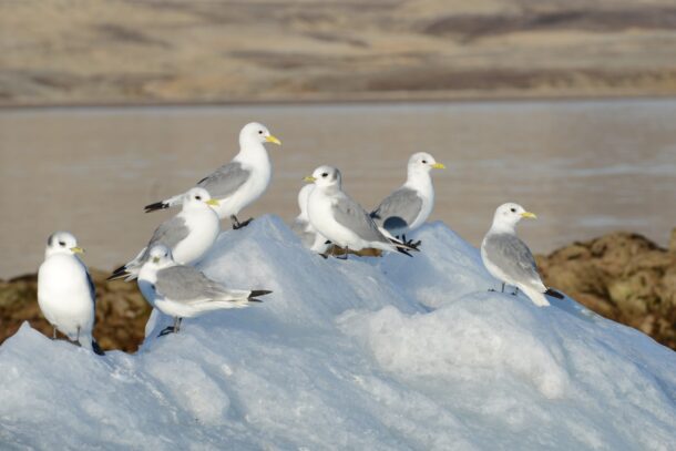 mercury pollution in black-legged kittiwakes