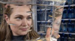 Zebrafish in lab