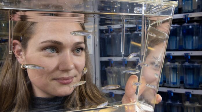 Zebrafish in lab