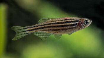Zebrafish