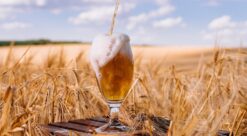 Spent grains from beer brewing