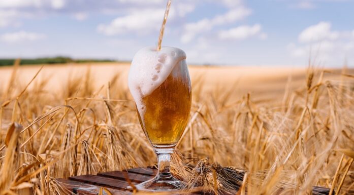 Spent grains from beer brewing