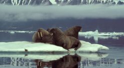 Walruses off of Ellesmere Island.