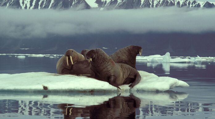Walruses off of Ellesmere Island.