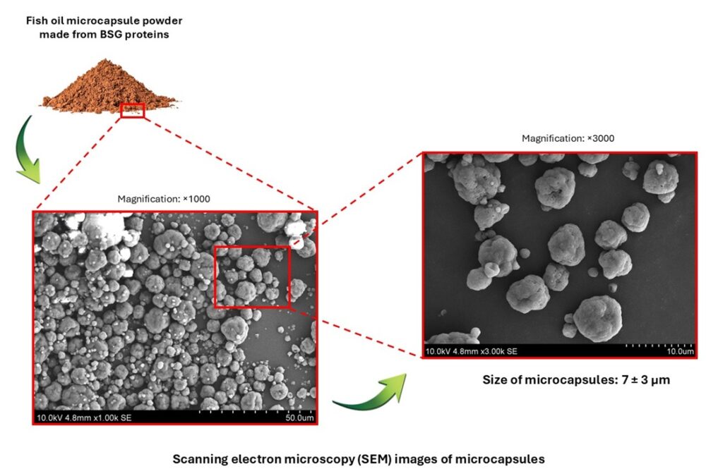 Graphic showing how spent grain can make microcapsules.