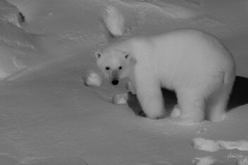 Polar bear on arctic ice