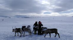 reindeer herders in the snow
