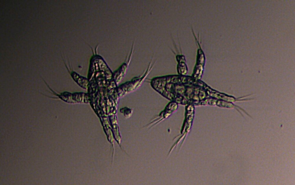 Calanus finmarchicus nauplii
