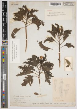 Herbarium sheet with Scalesia spp. collected by Charles Darwin.