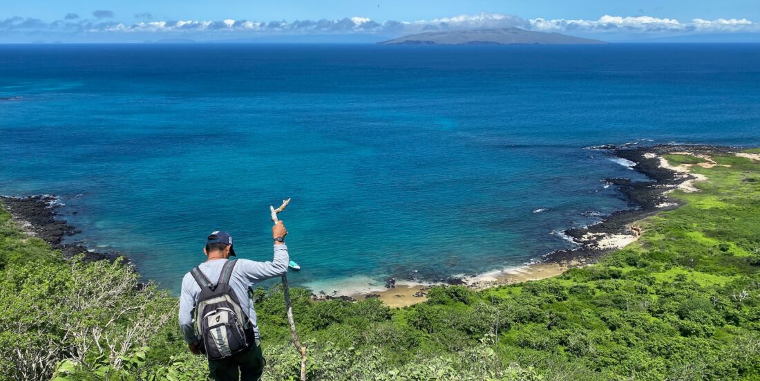 Galapagos National Park guide searching for Scalesia plants on Santa Cruz Island, Galapagos.