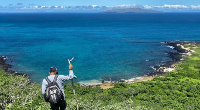 Galapagos National Park guide searching for Scalesia plants on Santa Cruz Island, Galapagos.