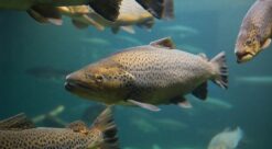 Farmed salmon in a pen. Photo.