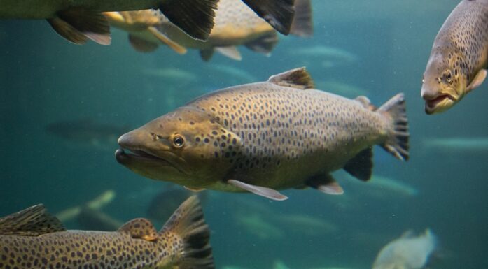 Farmed salmon in a pen. Photo.