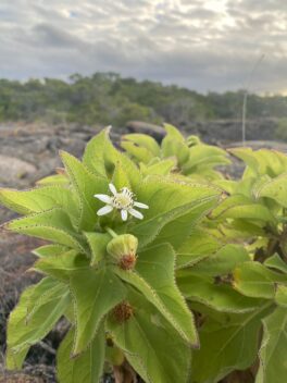 Darwin's giant daisies on the Galapagos Islands.