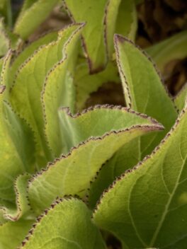 Closeup of Scalesia leaves with serrated edges