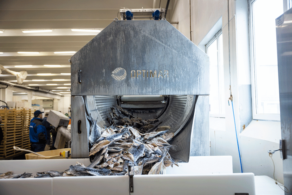 A drum shakes the salt off the clipfish.