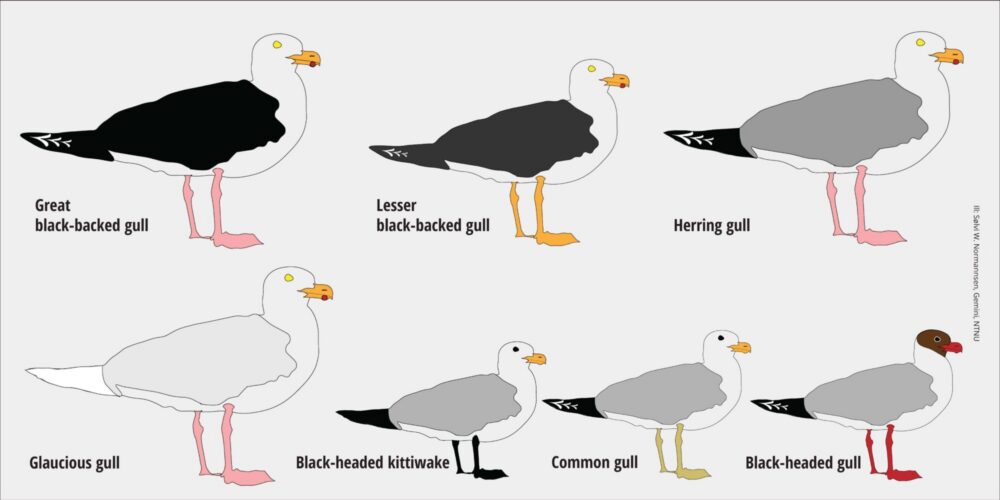 Seven gulls common in Norway with distinguishing characteristics. Graphic. 