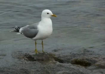common gull