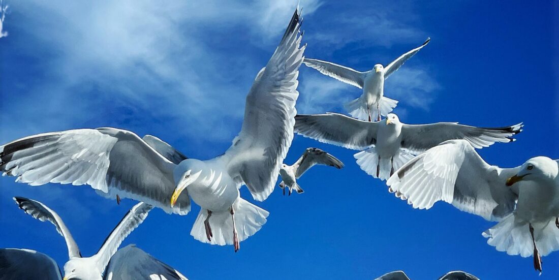European herring gulls in a flock. Photo.