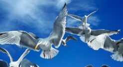 European herring gulls in a flock. Photo.
