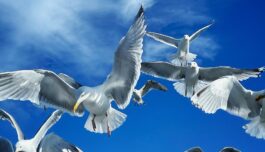 All seagulls are not the same. Here’s how to tell the difference