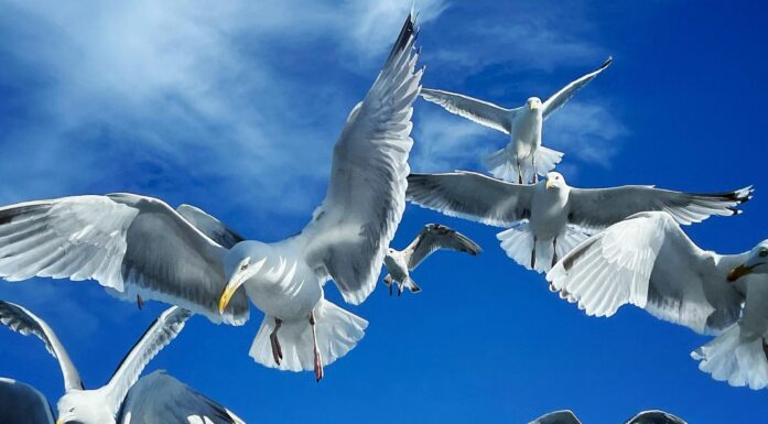 European herring gulls in a flock. Photo.