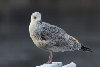 a young herring gull