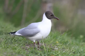 Black-headed gull