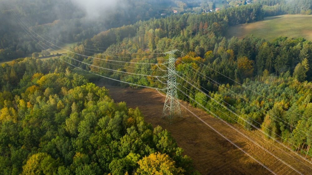 Transmission lines crossing a forest with open ground underneath. Photo.