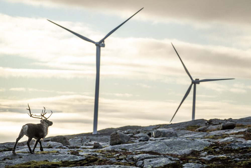 Reindeer in Storheia wind park with two turbines in the background. Photo.