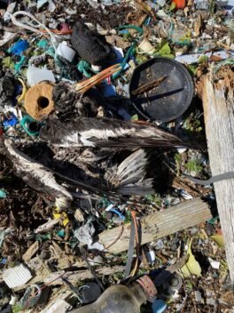 A lot of plastic waste and a dead bird carcass on a beach. Photo.