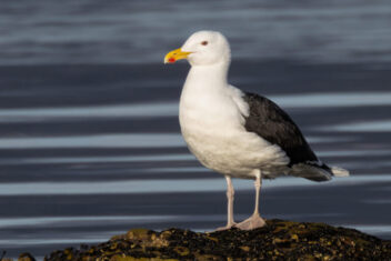 Great black-backed gull