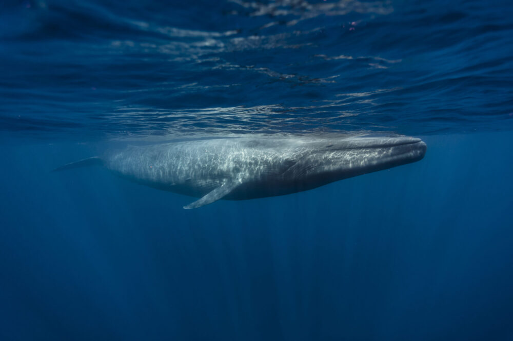 Blue whale near surface from underwater. Photo.