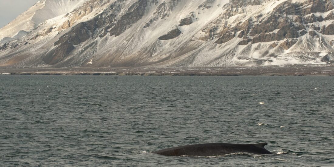 Fin whale back swimming in the waters off Svalbard. PHoto