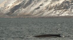 Fin whale back swimming in the waters off Svalbard. PHoto