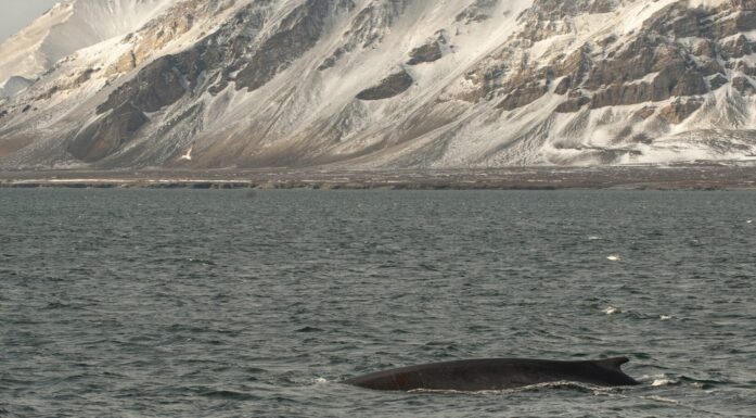 Fin whale back swimming in the waters off Svalbard. PHoto