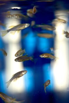 Zebrafish.