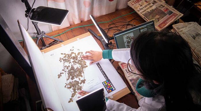 A researcher digitizes a museum specimen of a plant.