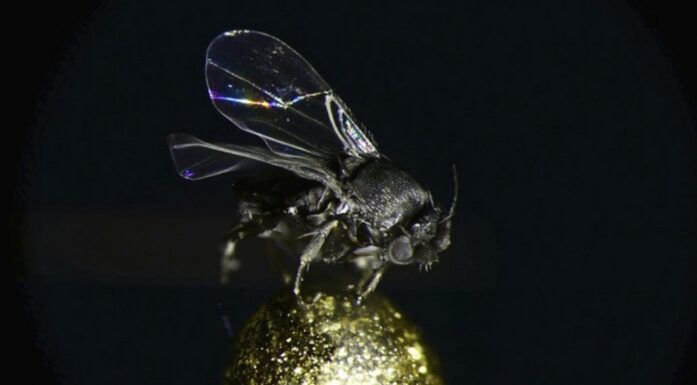 Species. The humpback fly Conicera tibialis in close-up.