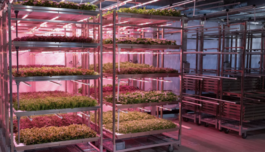 From seed to packaging, a robot can now grow food year-round