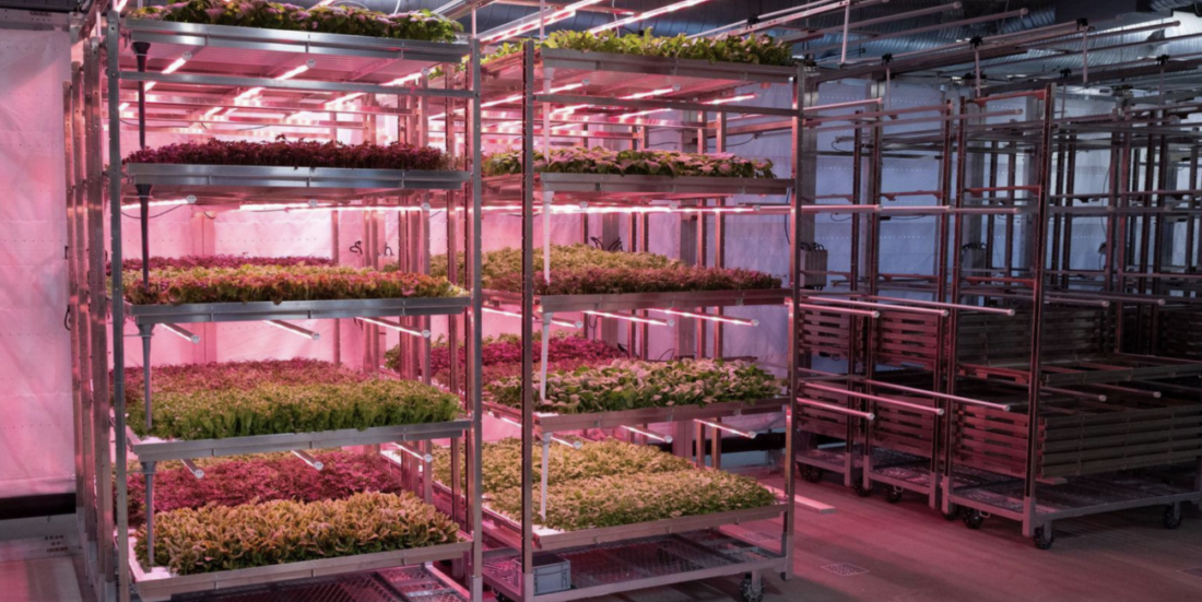 From seed to packaging, a robot can now grow food year-round