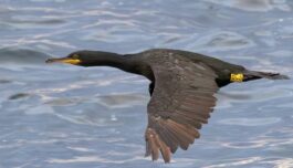 What determines whether birds migrate or stay?