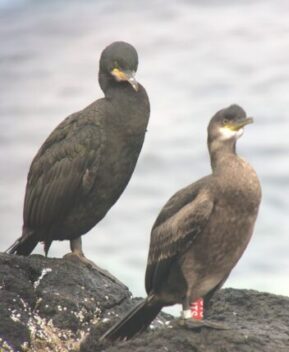 two birds resting on a rock out at sea